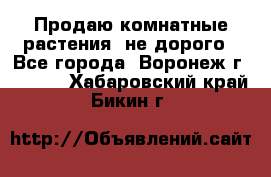 Продаю комнатные растения  не дорого - Все города, Воронеж г.  »    . Хабаровский край,Бикин г.